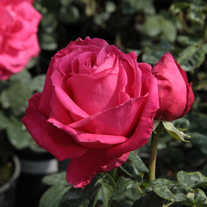 Rosa  Miss All-American Beauty - różowy  - róża wielkokwiatowa - Hybrid Tea